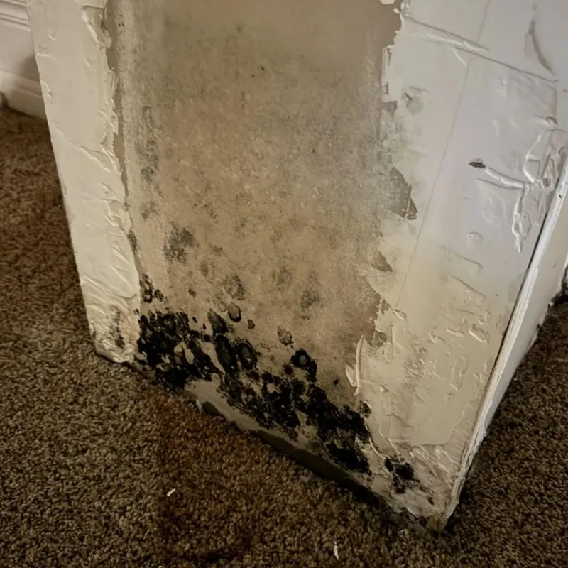 Professional Mold Removal in Laurel, FL